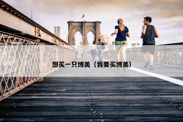 想买一只博美（我要买博美）