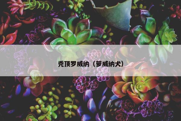 秃顶罗威纳（萝威纳犬）