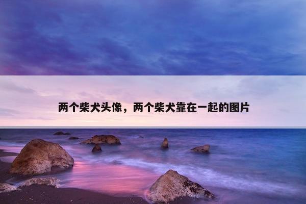 两个柴犬头像，两个柴犬靠在一起的图片