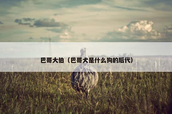 巴哥大伯（巴哥犬是什么狗的后代）