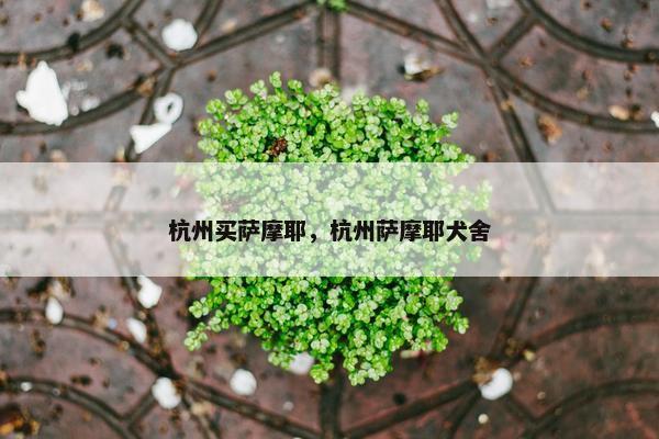 杭州买萨摩耶，杭州萨摩耶犬舍