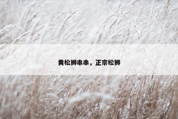 黄松狮串串，正宗松狮