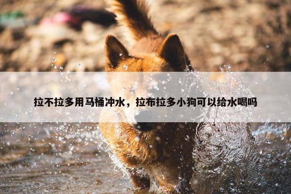 拉不拉多用马桶冲水，拉布拉多小狗可以给水喝吗