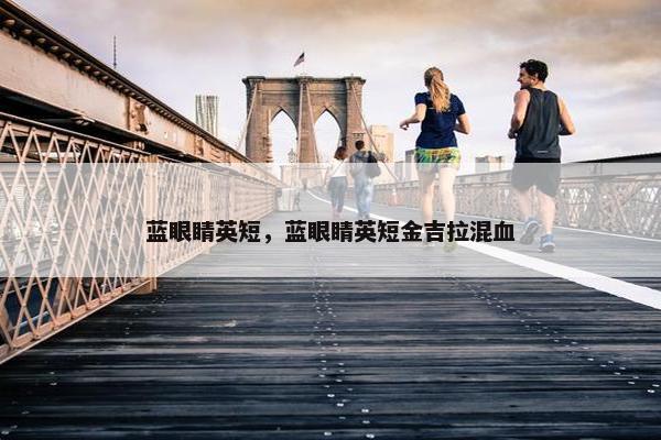 蓝眼睛英短，蓝眼睛英短金吉拉混血