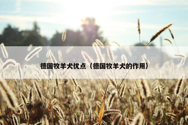 德国牧羊犬优点（德国牧羊犬的作用）