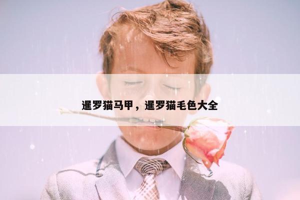 暹罗猫马甲，暹罗猫毛色大全