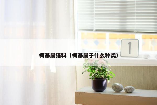 柯基属猫科（柯基属于什么种类）