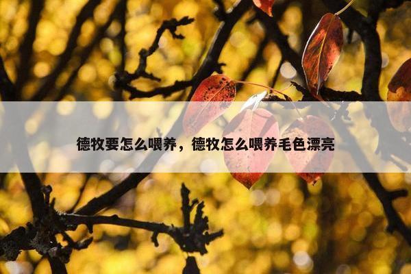 德牧要怎么喂养，德牧怎么喂养毛色漂亮