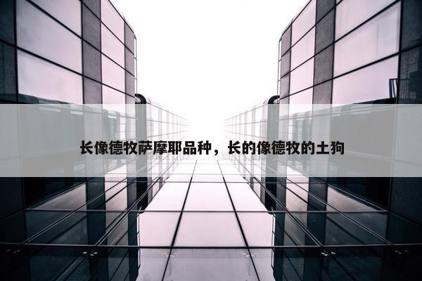 长像德牧萨摩耶品种，长的像德牧的土狗
