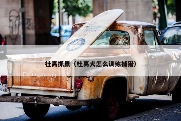 杜高抓鼠（杜高犬怎么训练捕猎）