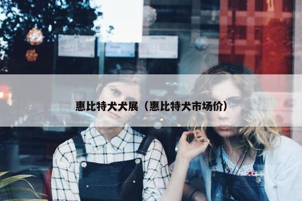 惠比特犬犬展（惠比特犬市场价）