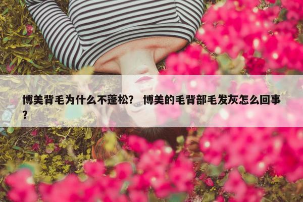 博美背毛为什么不蓬松？ 博美的毛背部毛发灰怎么回事？