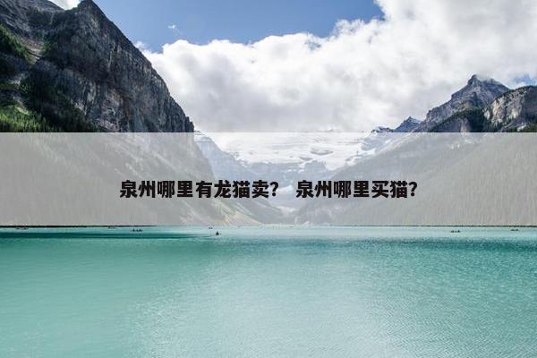 泉州哪里有龙猫卖？ 泉州哪里买猫？