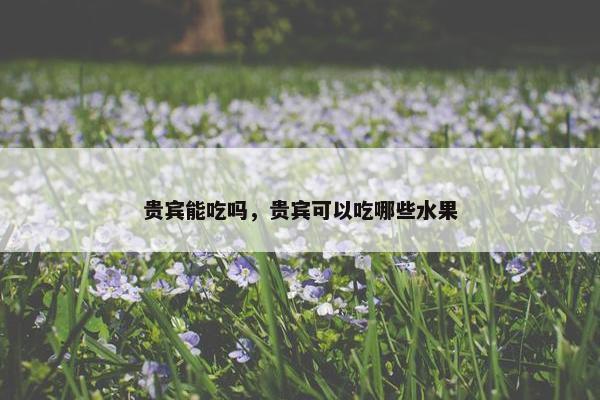贵宾能吃吗，贵宾可以吃哪些水果