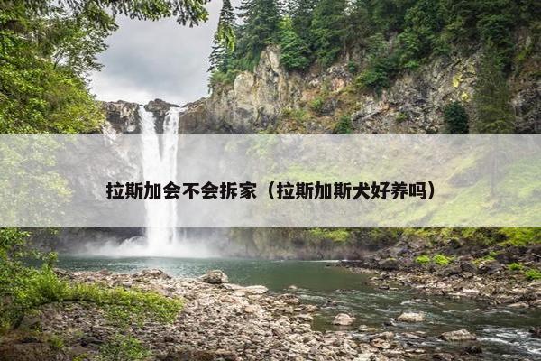 拉斯加会不会拆家（拉斯加斯犬好养吗）