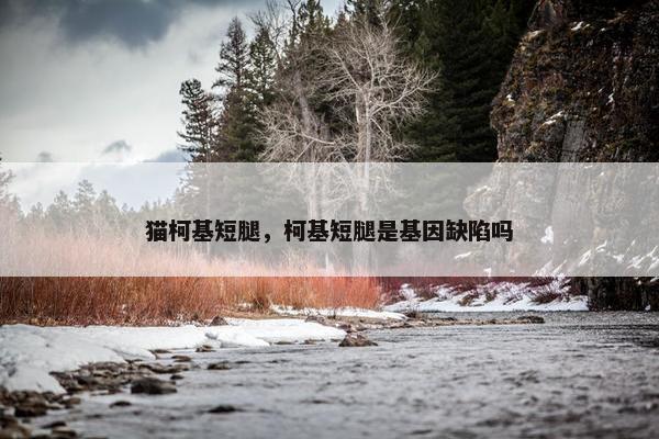 猫柯基短腿，柯基短腿是基因缺陷吗