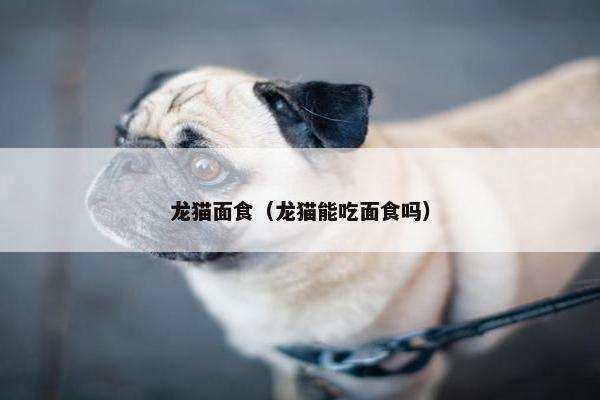 龙猫面食（龙猫能吃面食吗）