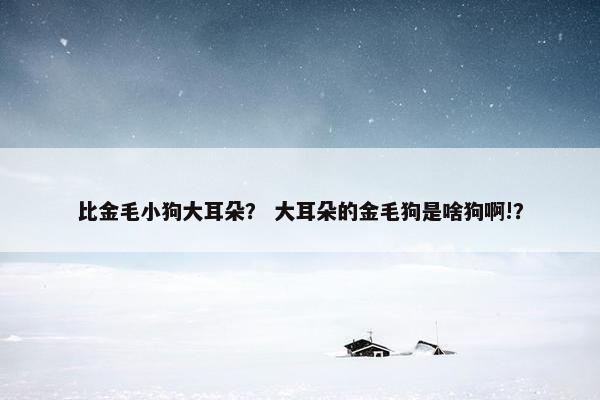 比金毛小狗大耳朵？ 大耳朵的金毛狗是啥狗啊!？