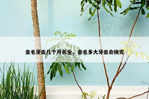 金毛牙齿几个月长全，金毛多大牙齿会换完