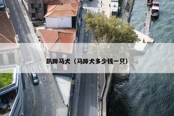 趴蹄马犬（马蹄犬多少钱一只）
