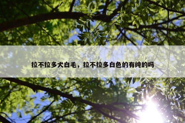 拉不拉多犬白毛，拉不拉多白色的有纯的吗