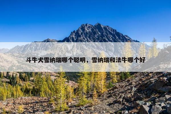 斗牛犬雪纳瑞哪个聪明，雪纳瑞和法牛哪个好