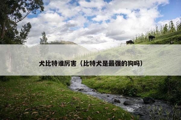 犬比特谁厉害（比特犬是最强的狗吗）