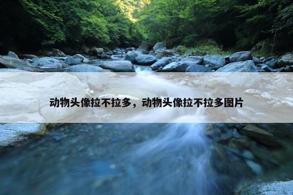 动物头像拉不拉多，动物头像拉不拉多图片