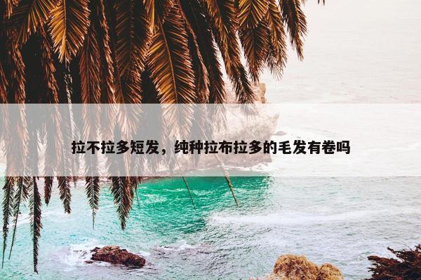 拉不拉多短发，纯种拉布拉多的毛发有卷吗