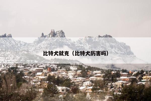 比特犬就克（比特犬历害吗）