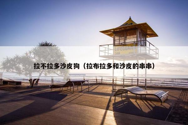 拉不拉多沙皮狗（拉布拉多和沙皮的串串）