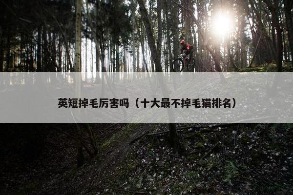 英短掉毛厉害吗（十大最不掉毛猫排名）