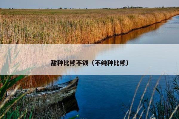 甜种比熊不钱（不纯种比熊）