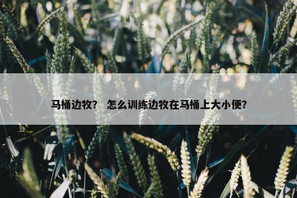 马桶边牧？ 怎么训练边牧在马桶上大小便？
