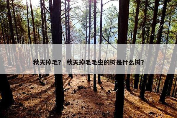 秋天掉毛？ 秋天掉毛毛虫的树是什么树？