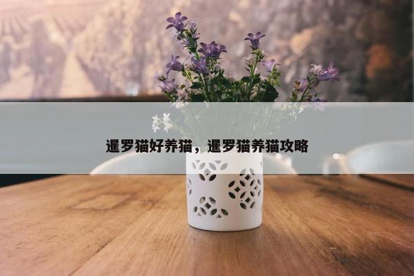 暹罗猫好养猫，暹罗猫养猫攻略