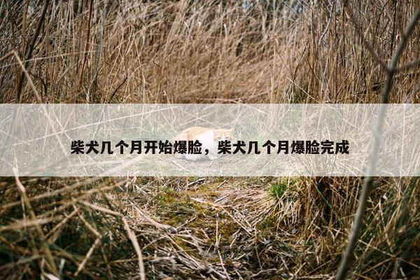 柴犬几个月开始爆脸，柴犬几个月爆脸完成