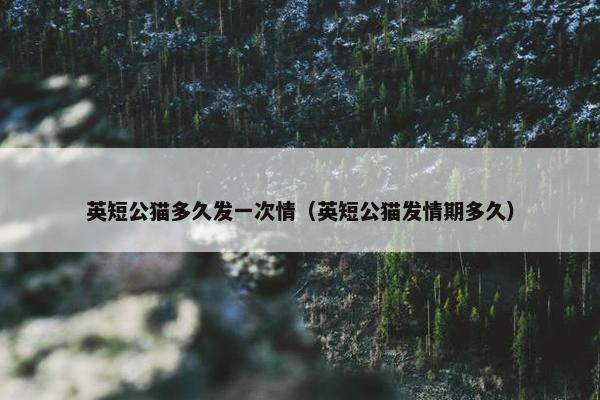 英短公猫多久发一次情（英短公猫发情期多久）