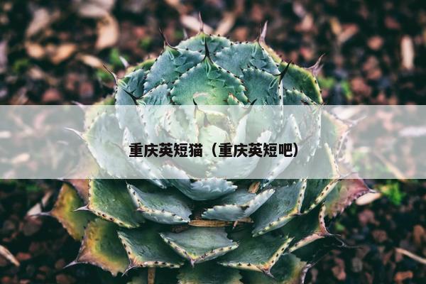 重庆英短猫（重庆英短吧）
