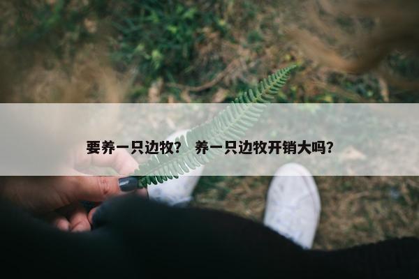 要养一只边牧？ 养一只边牧开销大吗？