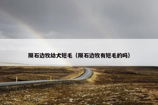 陨石边牧幼犬短毛（陨石边牧有短毛的吗）