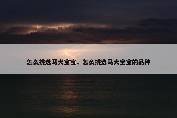 怎么挑选马犬宝宝，怎么挑选马犬宝宝的品种