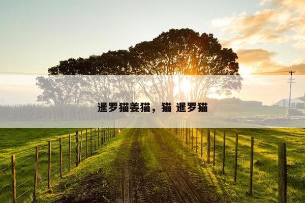 暹罗猫姜猫，猫 暹罗猫