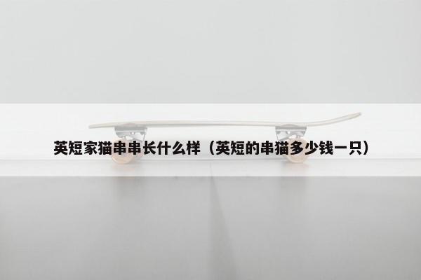 英短家猫串串长什么样（英短的串猫多少钱一只）