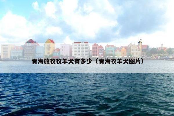 青海放牧牧羊犬有多少（青海牧羊犬图片）