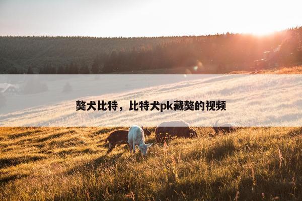獒犬比特，比特犬pk藏獒的视频