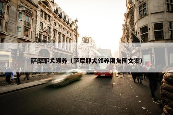 萨摩耶犬领养（萨摩耶犬领养朋友圈文案）