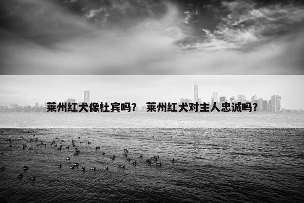 莱州红犬像杜宾吗？ 莱州红犬对主人忠诚吗？