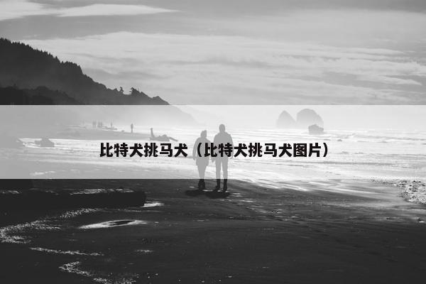 比特犬挑马犬（比特犬挑马犬图片）