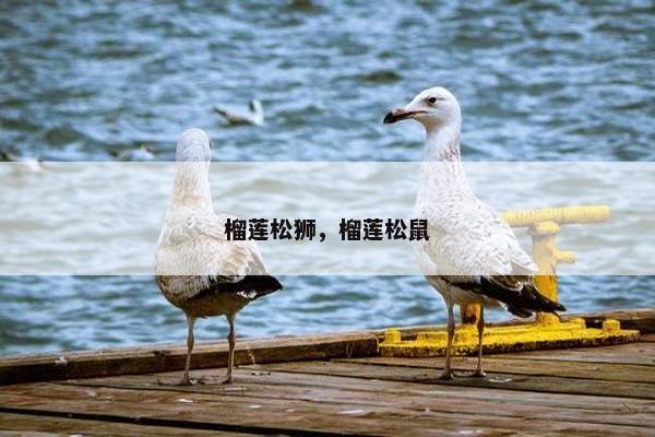 榴莲松狮，榴莲松鼠